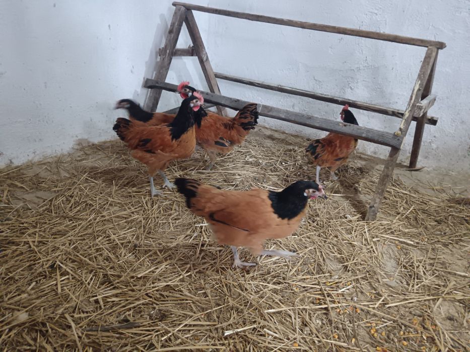 Vând porumbei pava albi