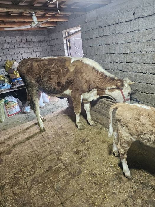 Она бола сментал .. Гонажин гибрит сментал сотилади соглом гарантия