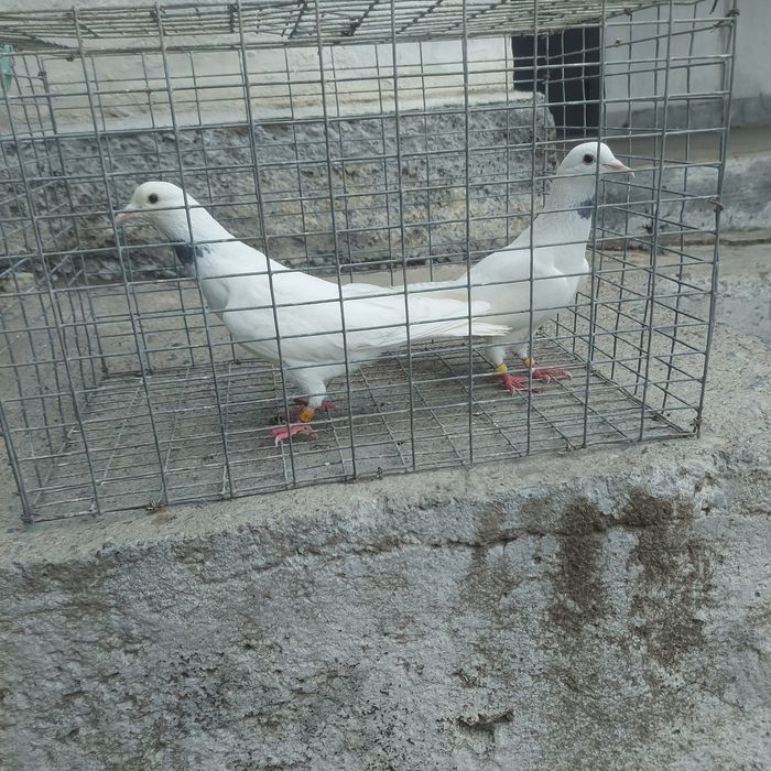 Бели Иран пара гатовый лет с игрой