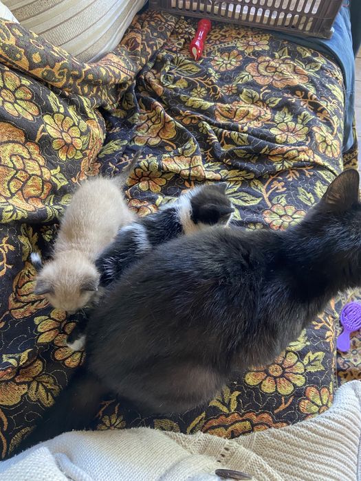 Отдам котят в добрые руки
