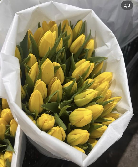 Тюльпаны Оптом Уральск