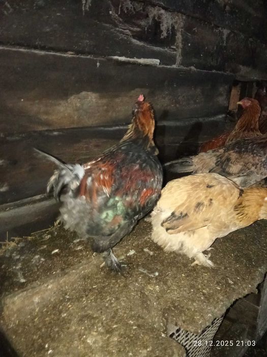 Продам петушков.