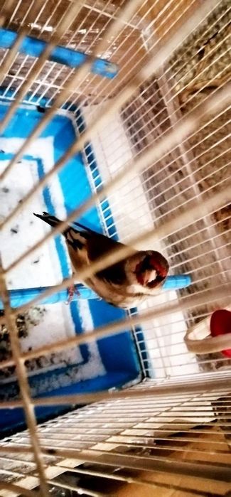 Sava norchi sotiladi 7 oylik qush yaxshi boqilgan qush nar