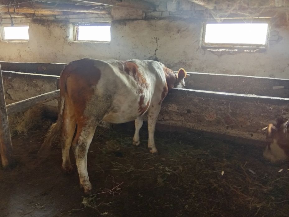De vânzare viția