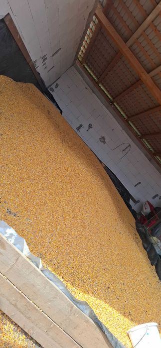 Porumb boabe de vanzare