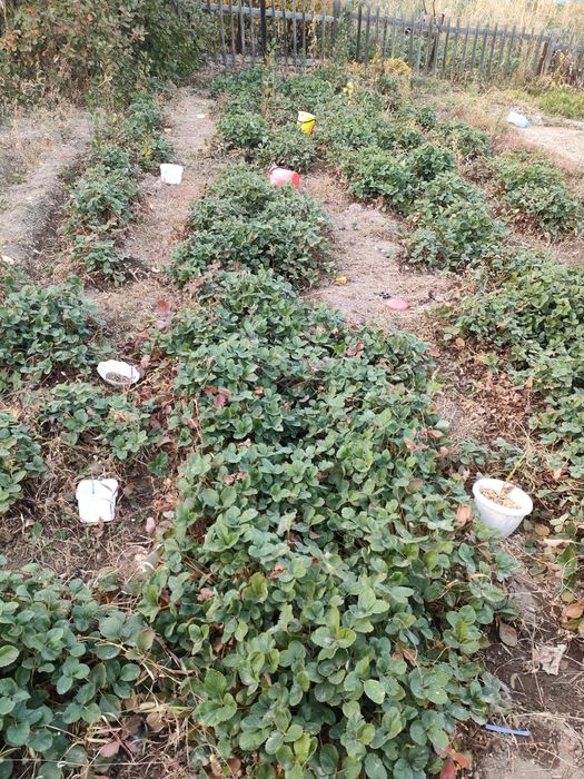 Продам дачу на спутнике