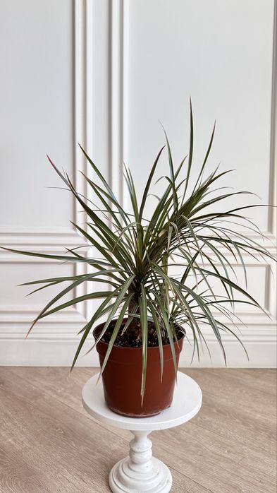 Комнатные цветы. Драцена маргината вариегатная