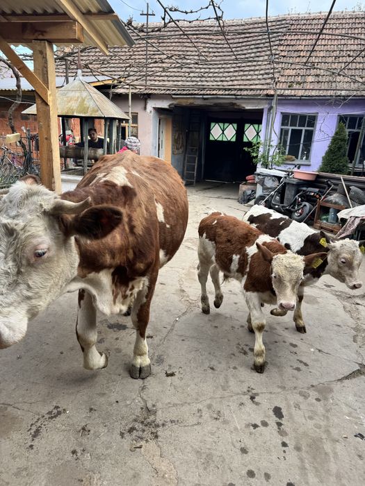 Vand vaca cu doi vitei