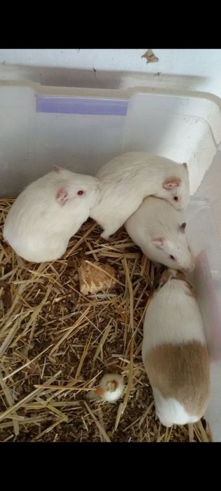 Марской сивинка албиноси