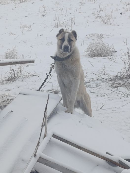 Сатылады бойцовский