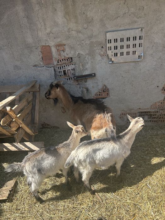 Capre si iezi de vanzare