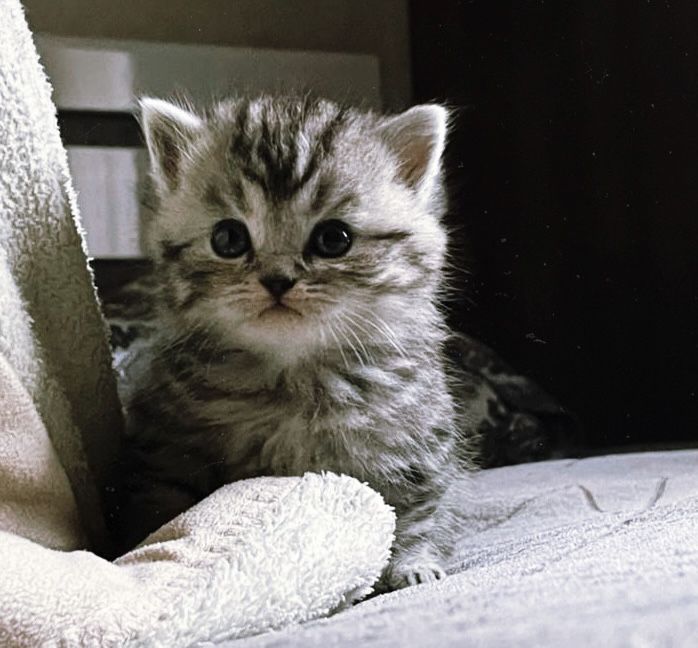 Котята Шиншилята