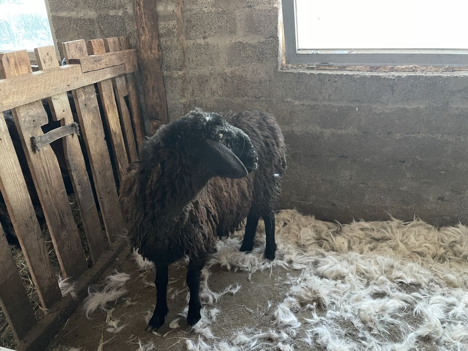 Кой сатылады семыз