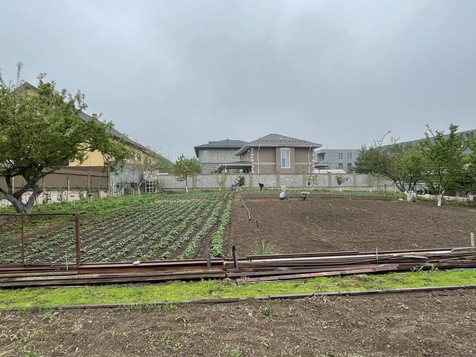 Рассада Клубника «Черный Принц»