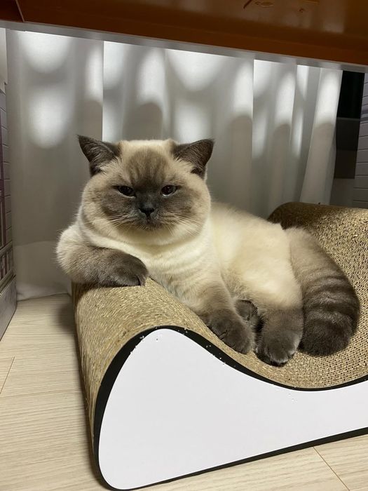 Котёнок скоттиш стайт цвет колор поинт