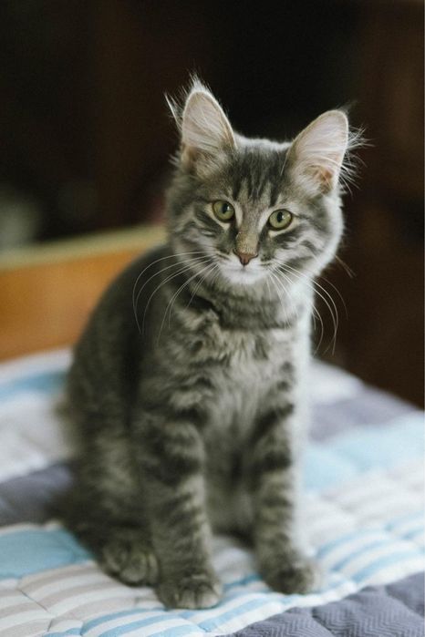 Котенок мальчик ищет дом