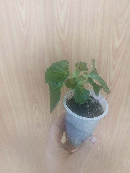 Комнатные цветы разные