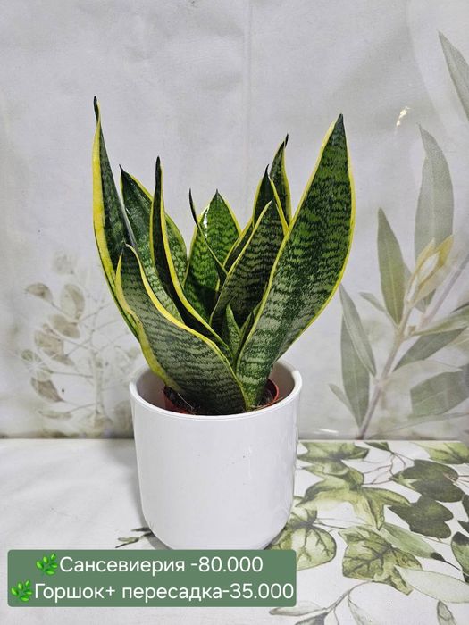 Сансевиерия и др растения