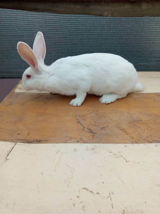 Зайци мъжки и женски