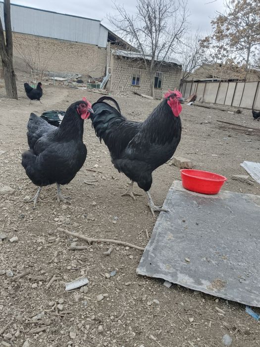 Кора Шахзода хурози сотилади!