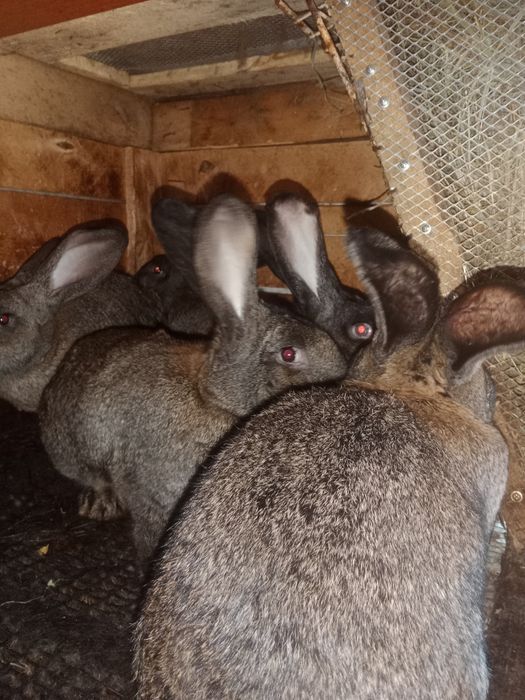 Кролики миксы, Фландер продажа доставка