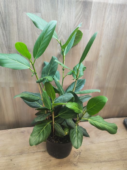 Фикус Андре , 60 см , цветы оптом