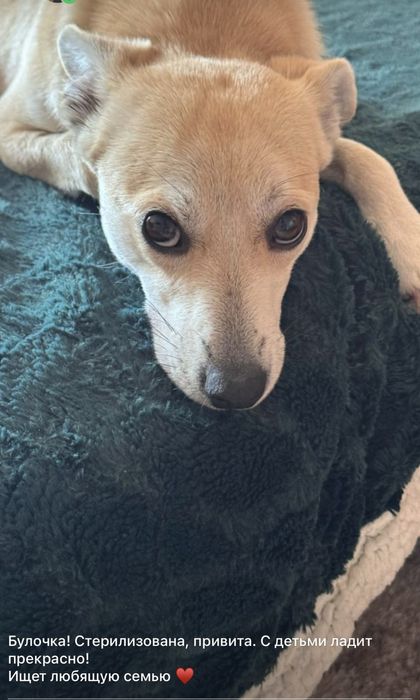 Булочка ищею любящую семью