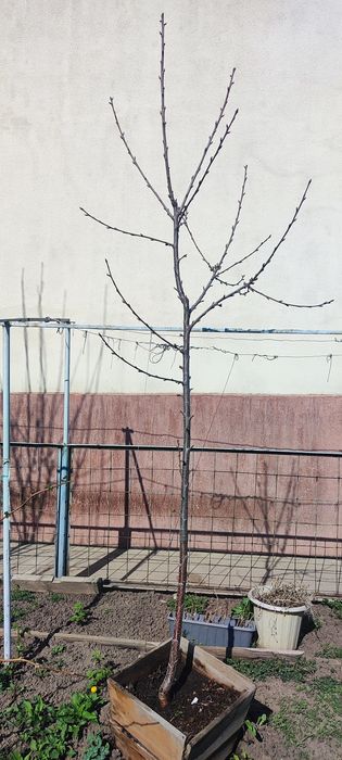 Продам  два саженца   черешни