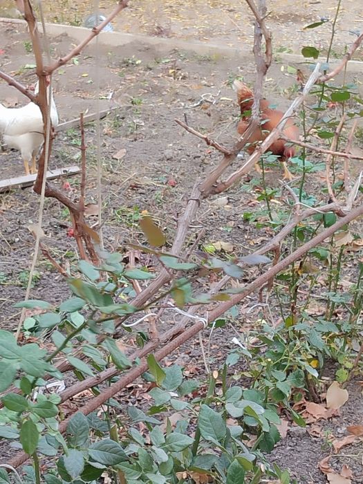 Яйца от домашних кур