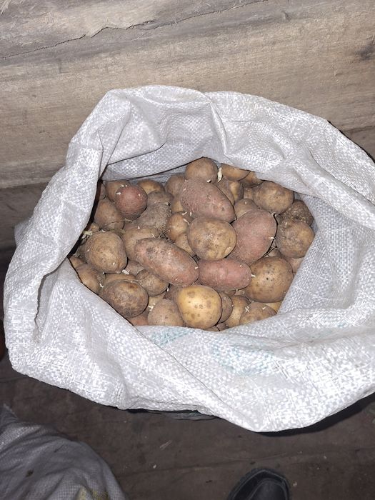 Продам картошку едавую