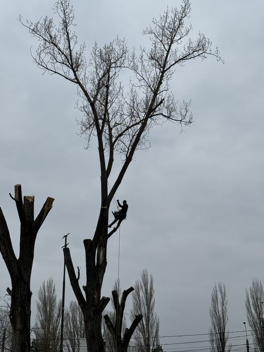 Toaletări copaci cu Alpinisti utilitari non-stop