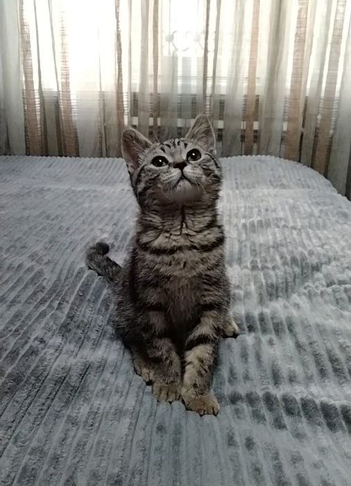 Шотландский котик. Скоттиш страйт.