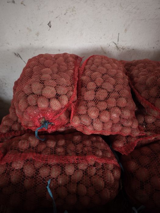 Cartofi samanta substas / pentru animale