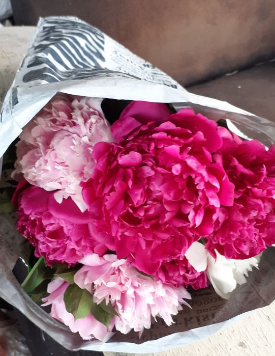 Цветы многолетнее