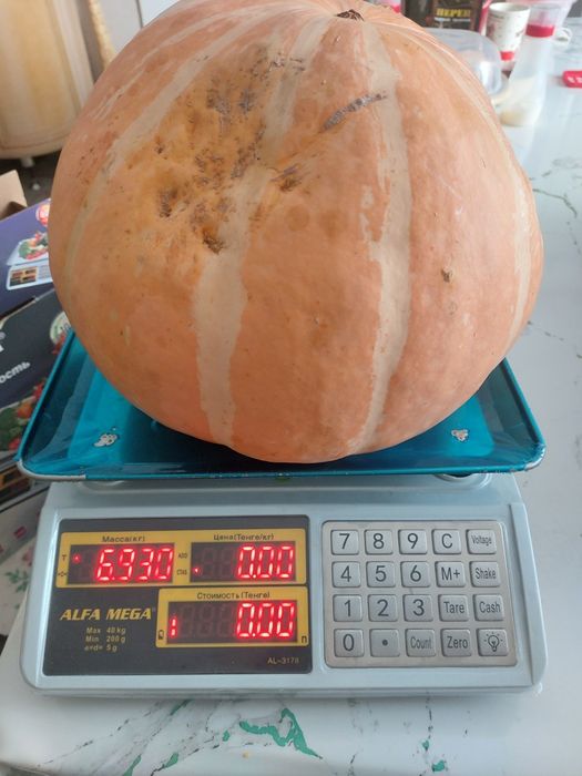 Тыква домашняя продам