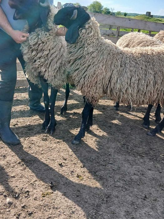 Berbeci carabasi originali