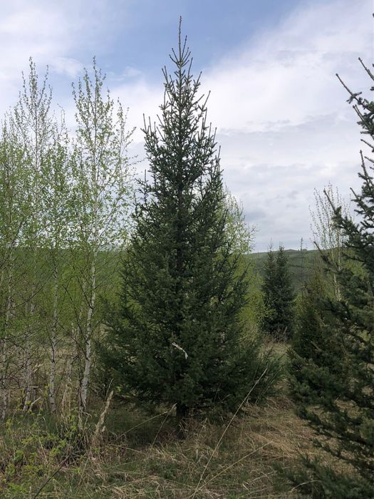 Посадочный материал Сибирская ель