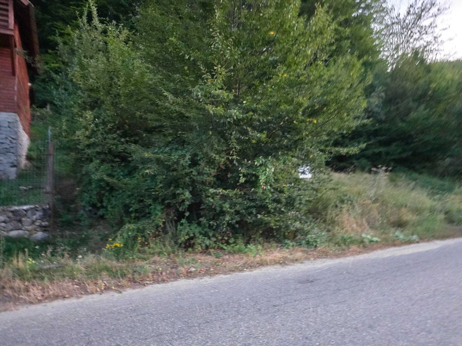 Teren Intravilan cu Utilități la Strada și Pădure în Spate – Pădurea Neagră, Bihor