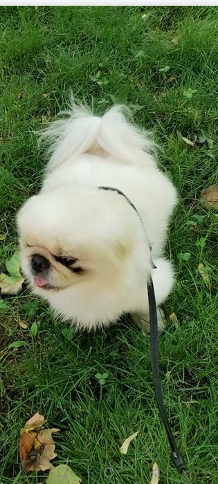 Adopție pechinez imperial alb