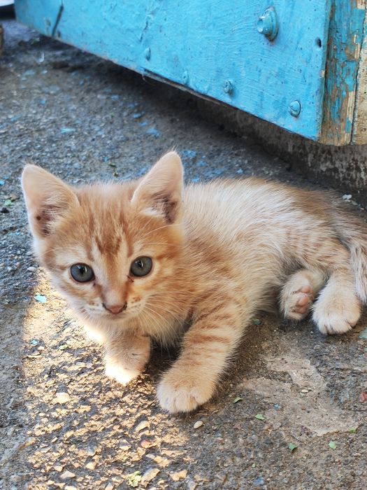 Отдам котят в добрые руки