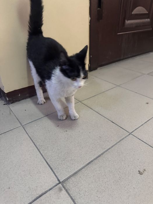 Мысықты асырап алатын адам болса