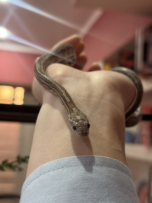 Продам змея (маисовый полоз)