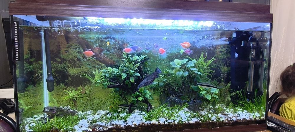 Продам аквариум с рыбками и всей фауной