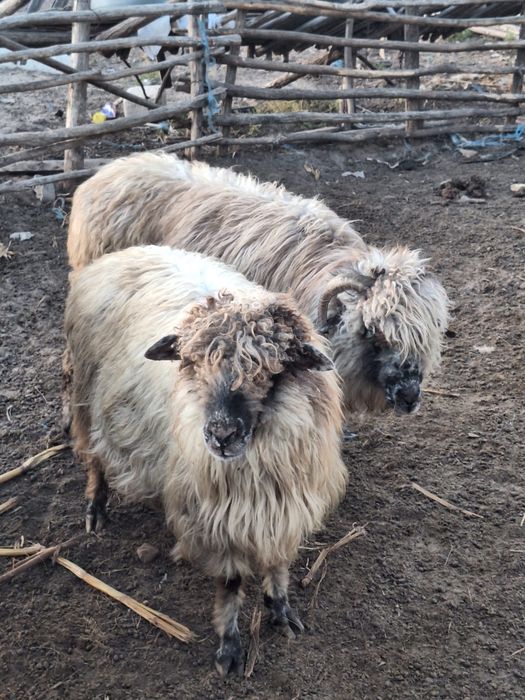 Se vând aceste animale , sau  la schimb  pe  purcei .