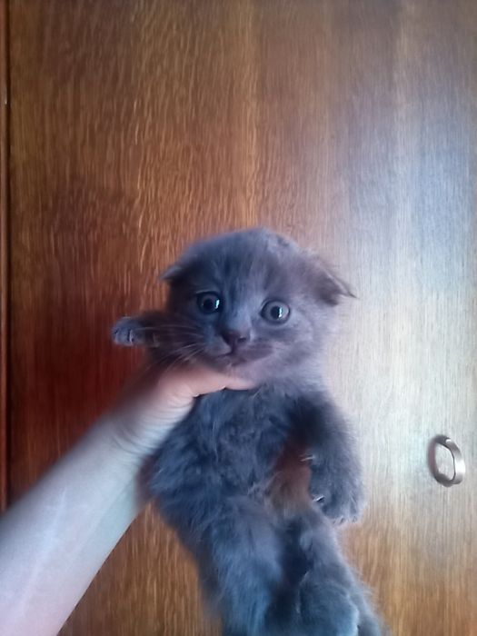Вислоухие котята