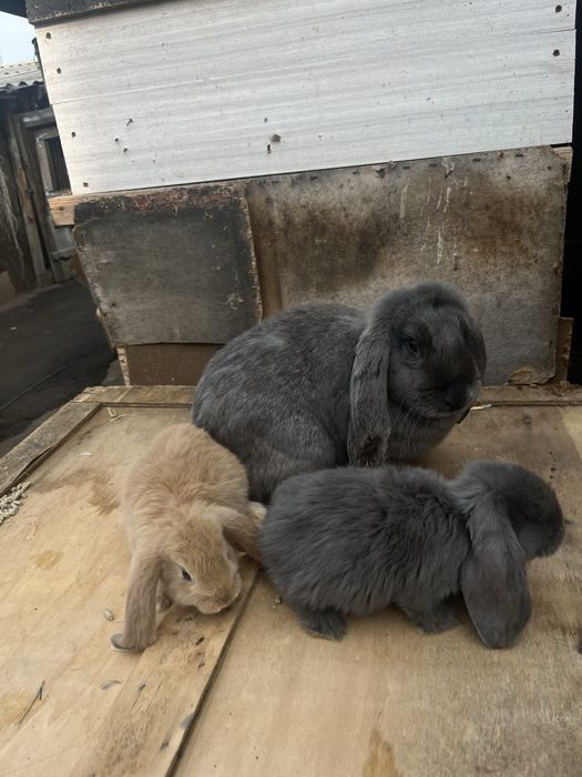 В продаже кролики , кролы , крольчата