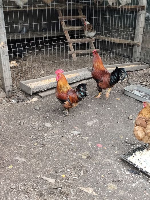 Vând rățoi și cocoși mari