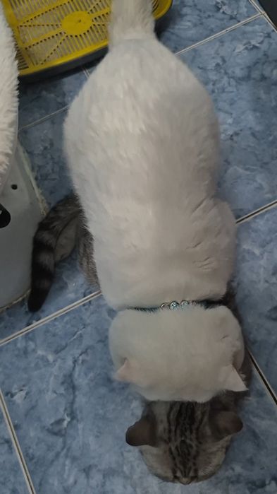 Вязка кот шотландский с большим опытом