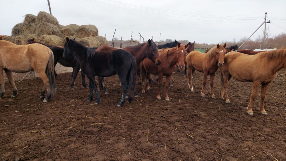 30  бас еркек тай сатам