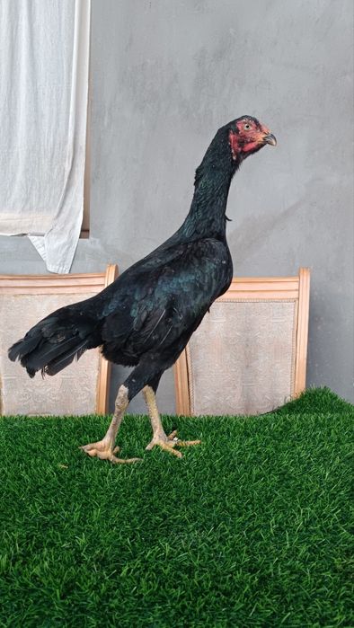 Dakan tuxumiga zakas olamiz